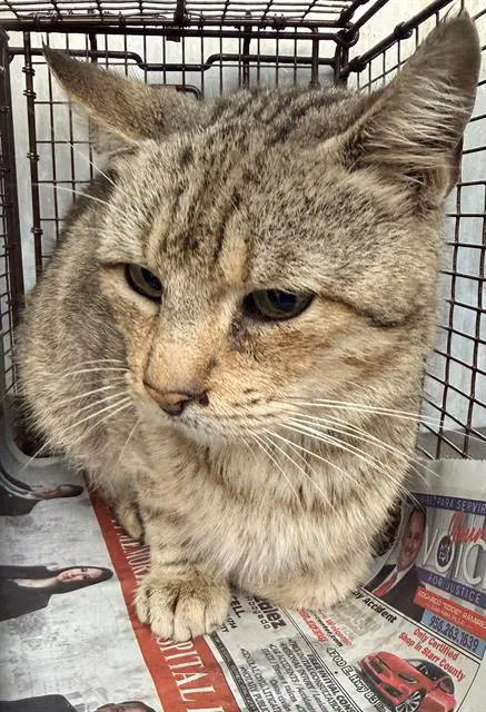 Thor - Domestic Short Hair