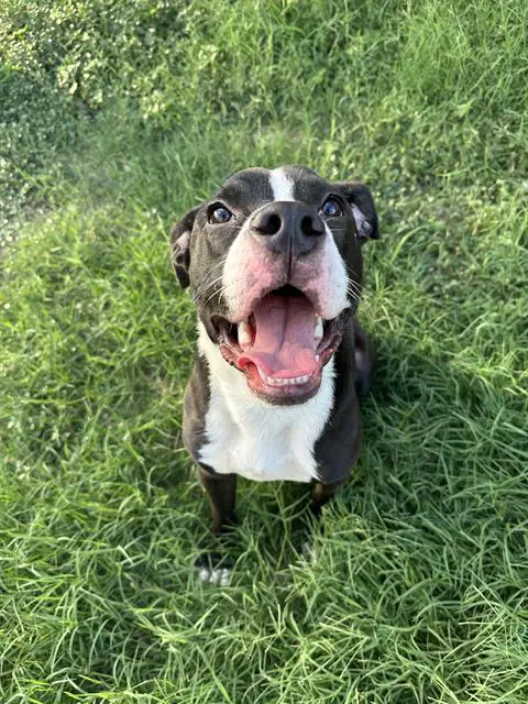 Chucky - American Staffordshire Terrier