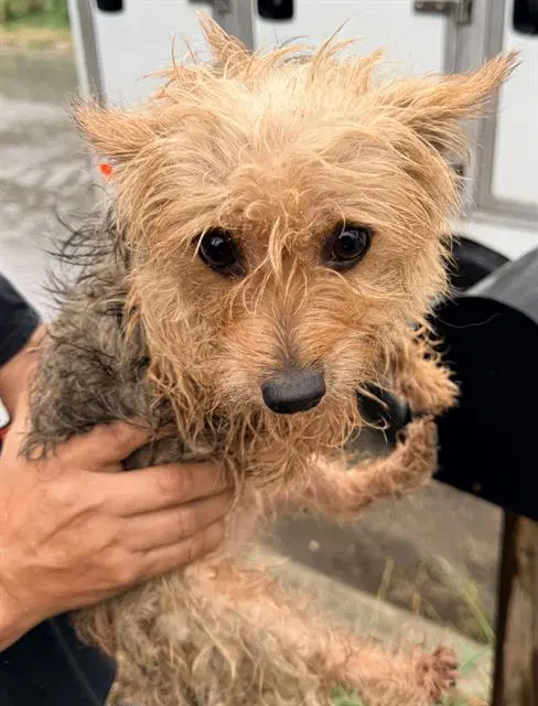 Unknown - Yorkshire Terrier Yorkie