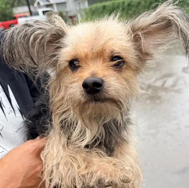 Unknown - Yorkshire Terrier Yorkie