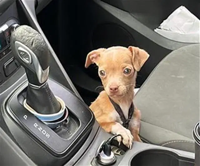 Mila - Chihuahua
