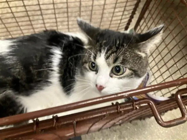 Evie Marie - Domestic Short Hair