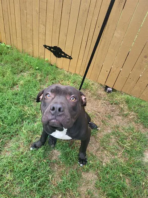 Casper - American Staffordshire Terrier