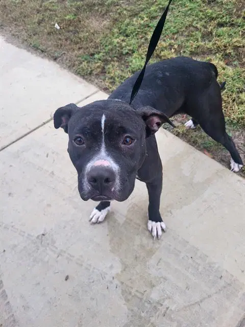 Wendy - American Staffordshire Terrier