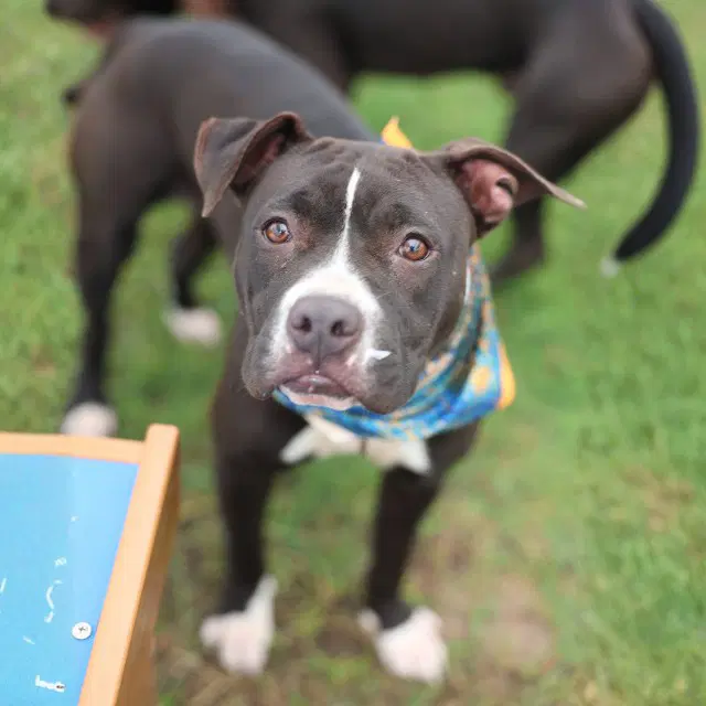 Wendy - American Staffordshire Terrier