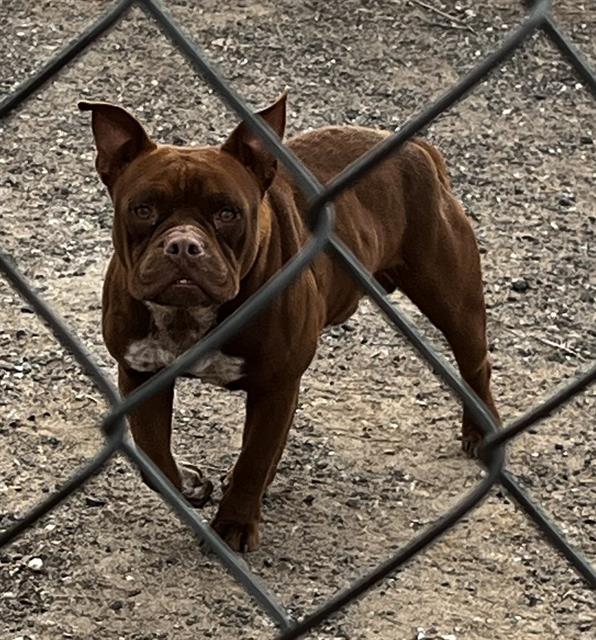 Bullie