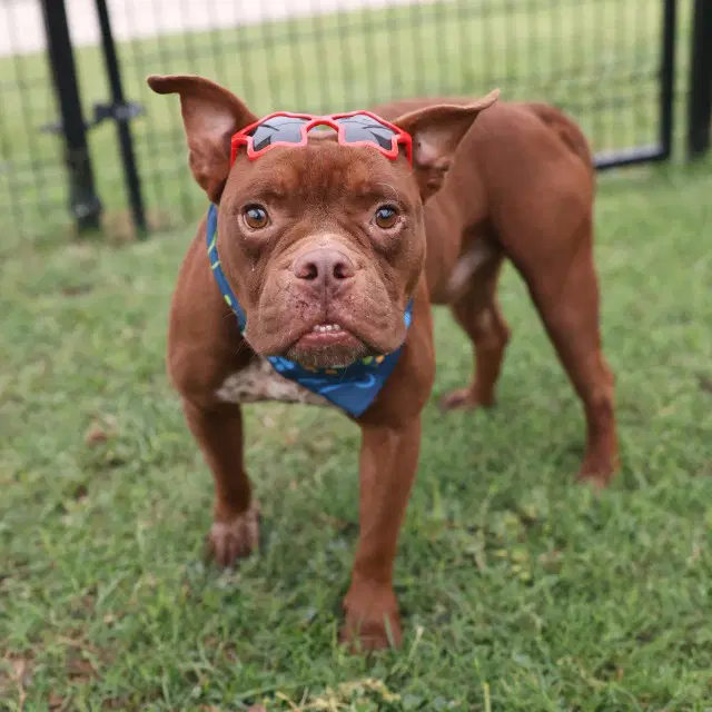 Bullie - American Staffordshire Terrier