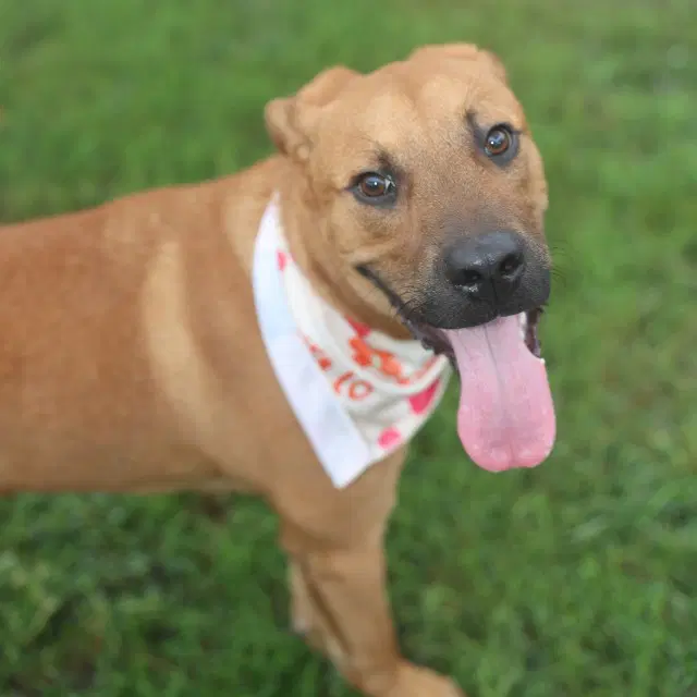 Danny - American Staffordshire Terrier
