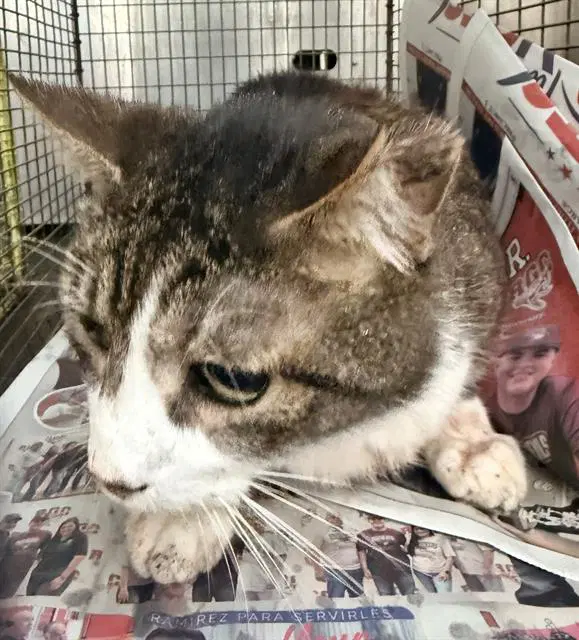 Johnson - Domestic Medium Hair