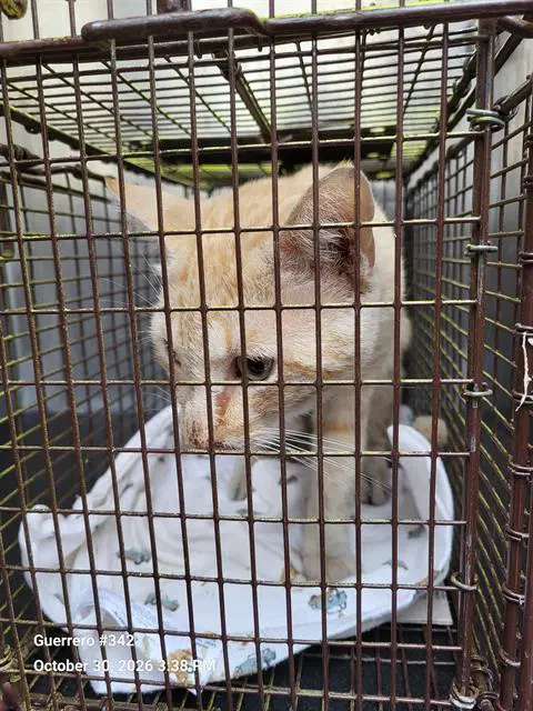 Damiano - Domestic Short Hair