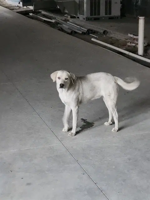 Hazel - Labrador Retriever