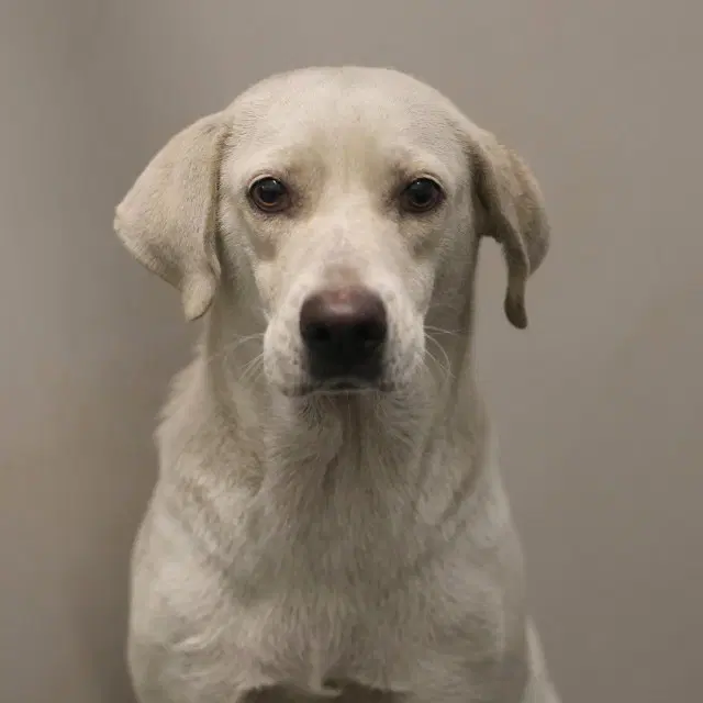 Hazel - Labrador Retriever
