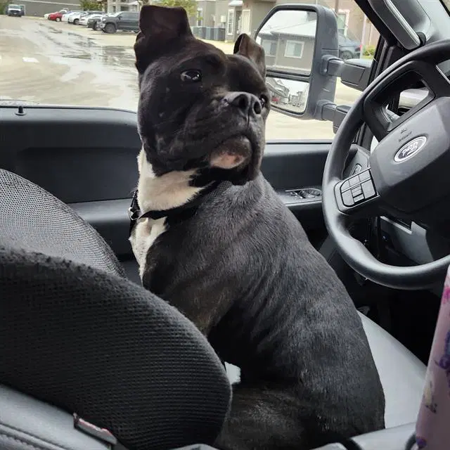 Mr Muffin - Boxer