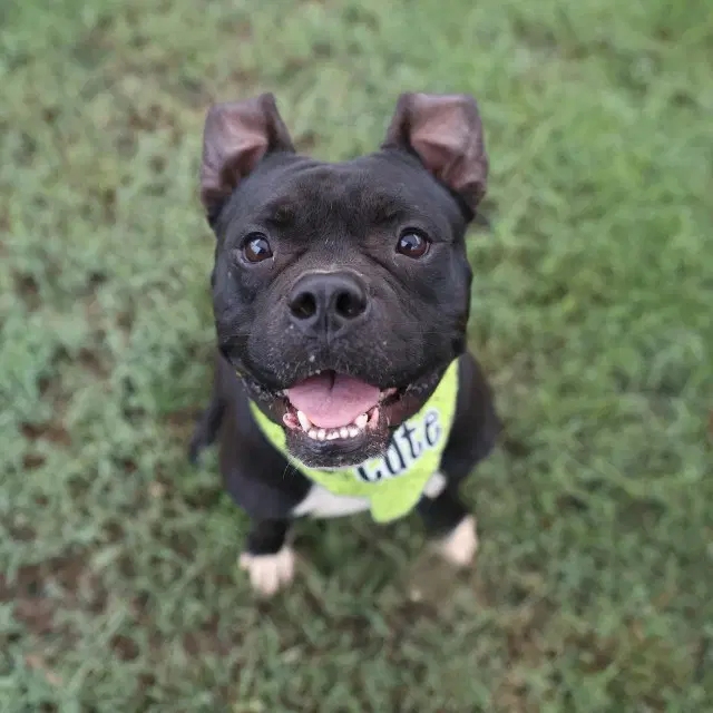 Mr Muffin - Boxer