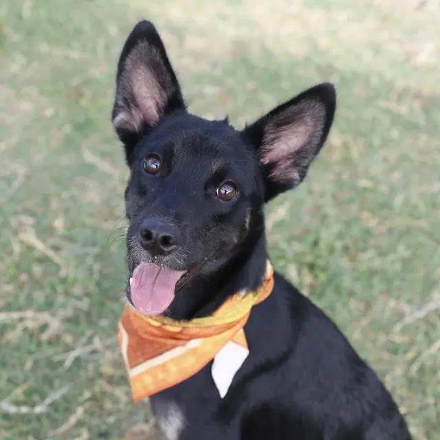 Demitri - Terrier