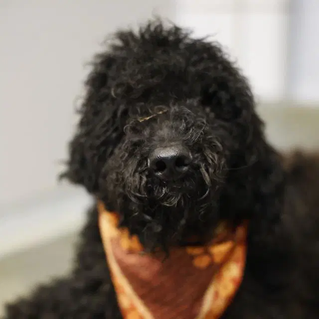 Brittany - Poodle (Standard)