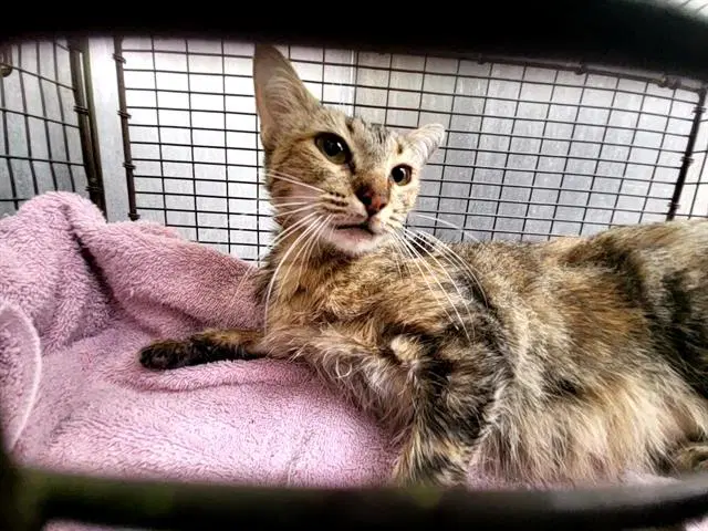 Paisley - Domestic Short Hair