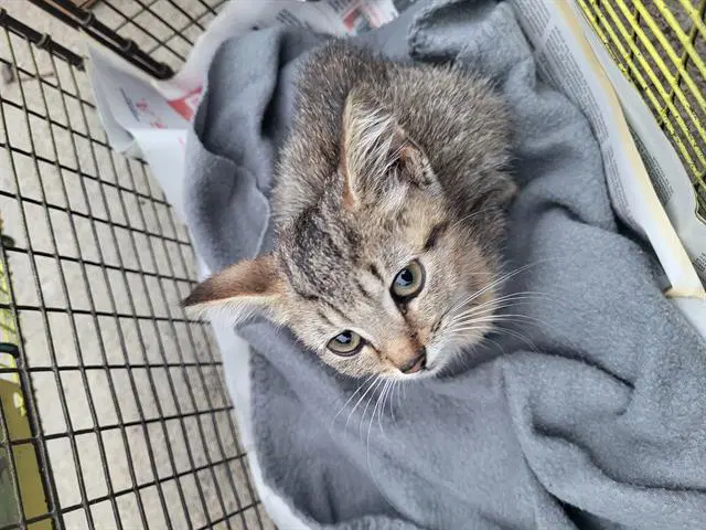 Peabpdy - Domestic Short Hair
