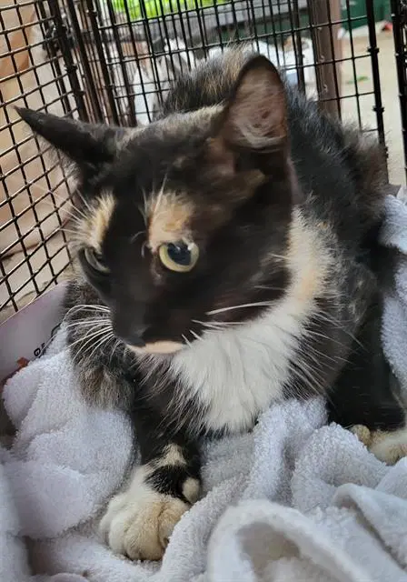 Agatha - Domestic Short Hair