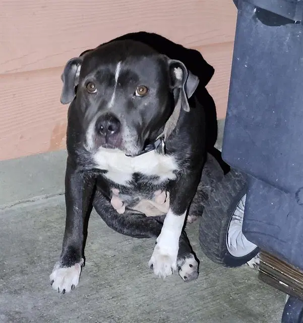 Pootie image 1