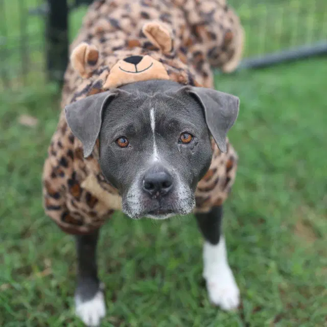 Pootie - American Staffordshire Terrier