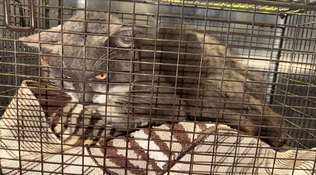 Bran - Domestic Short Hair