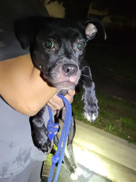 Crystal - American Staffordshire Terrier