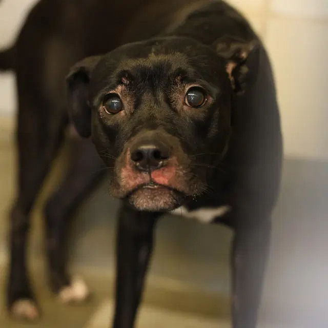 Crystal - American Staffordshire Terrier