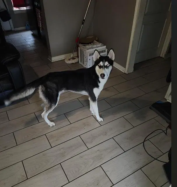 Dennis - Siberian Husky