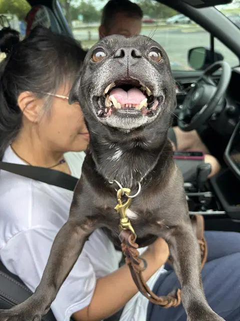 Gus Gus - Pug