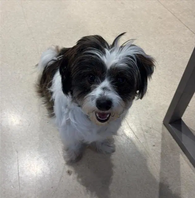Cash - Maltese