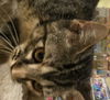 Ms. Tigger