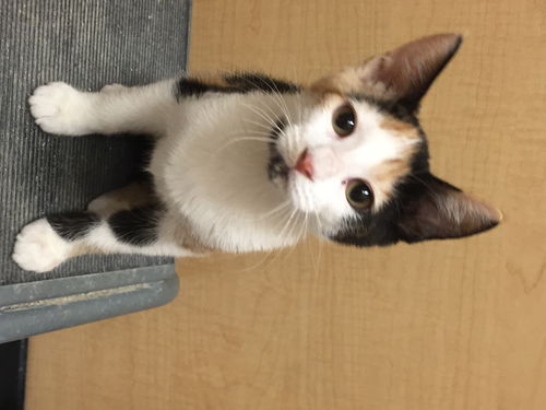 Bella