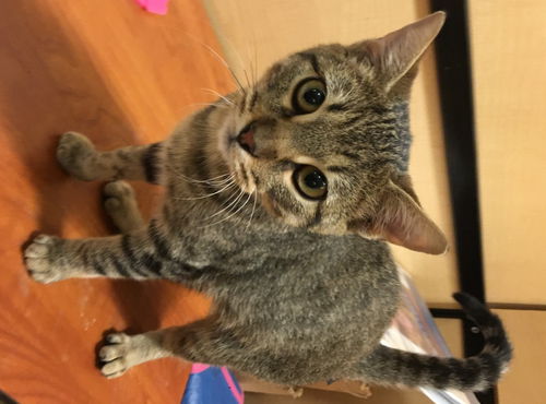 Benji