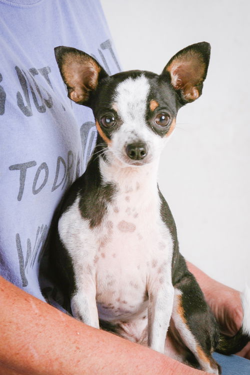 Dobby