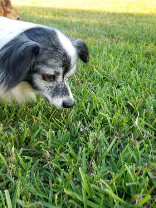 Poppy