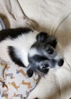 Poppy