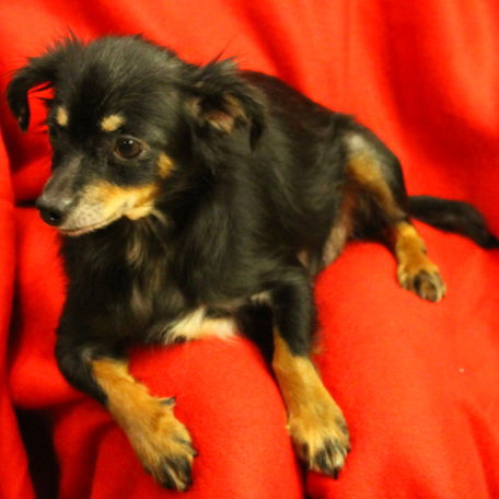 Pippa