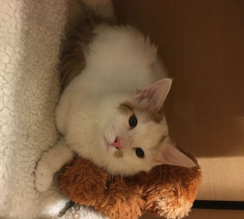 Cotton