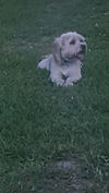 Monty