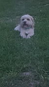 Monty