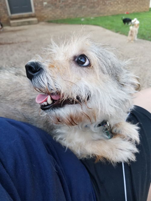 Skipper