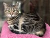 adoptable Cat in texarkana, TX named Bast