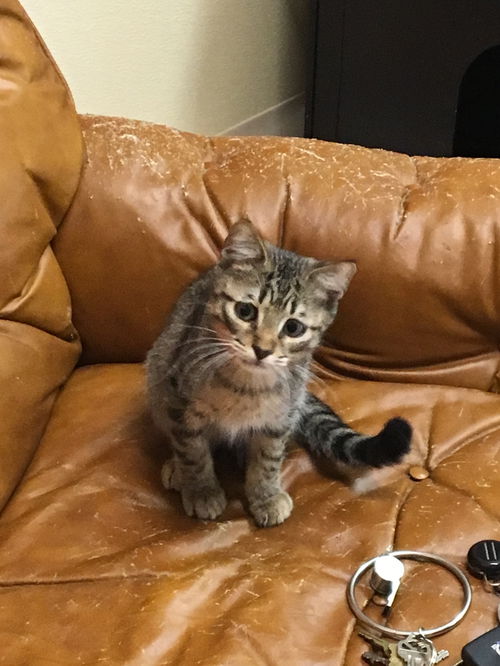 Little Sweetie