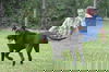 Moose - Courtesy Post