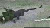 Moose - Courtesy Post
