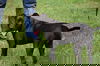 Moose - Courtesy Post