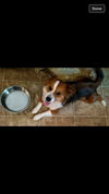 Roscoe