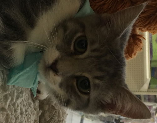 Caterina