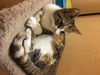Melody